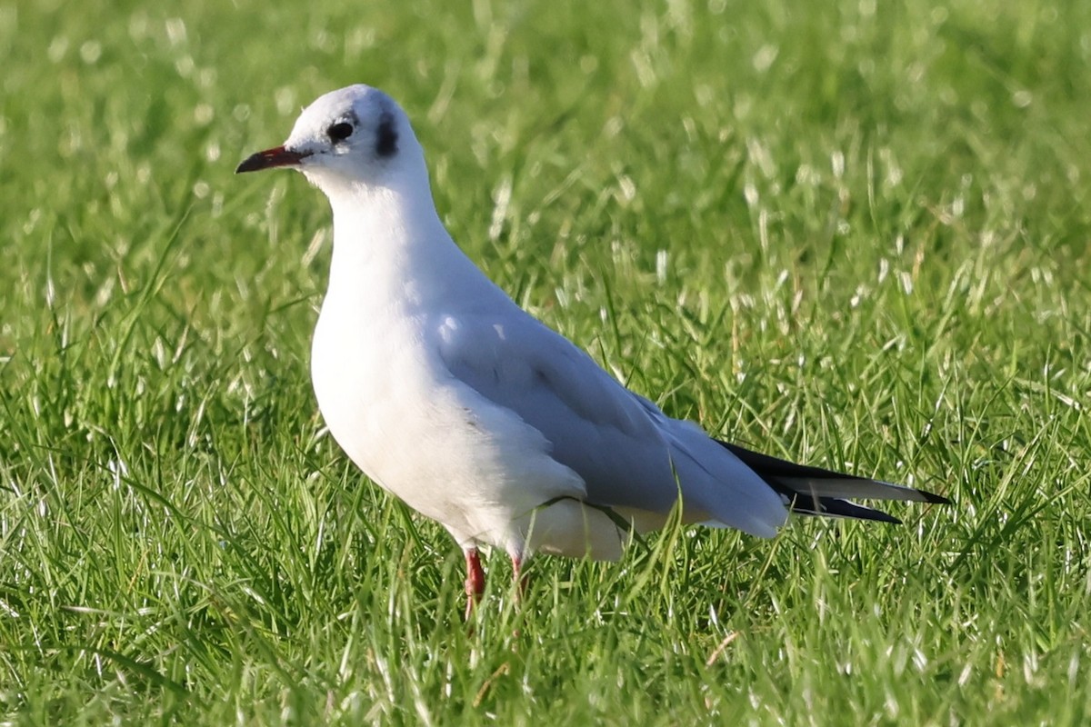 Black-headed Gull - ML625159399