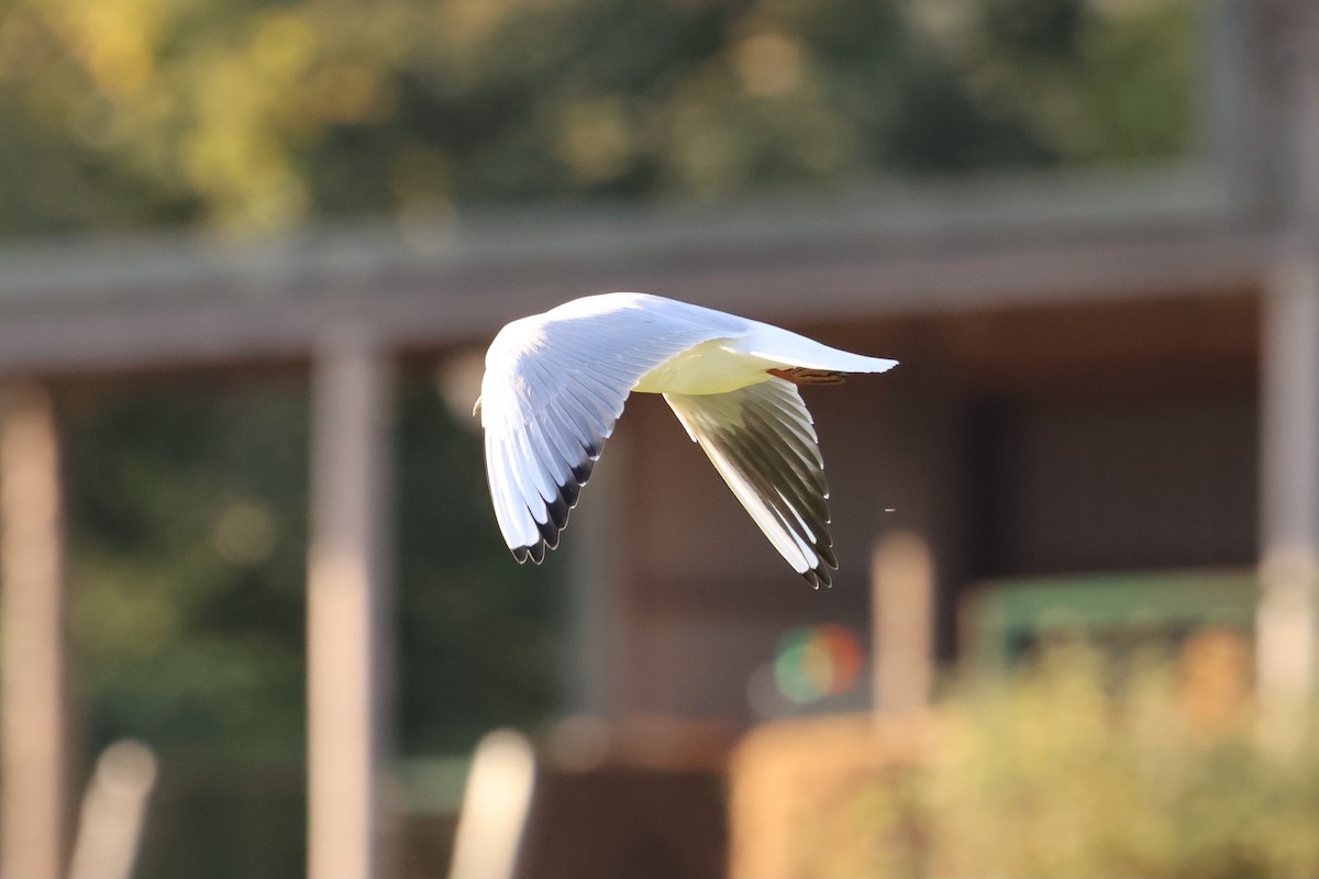 Black-headed Gull - ML625159400