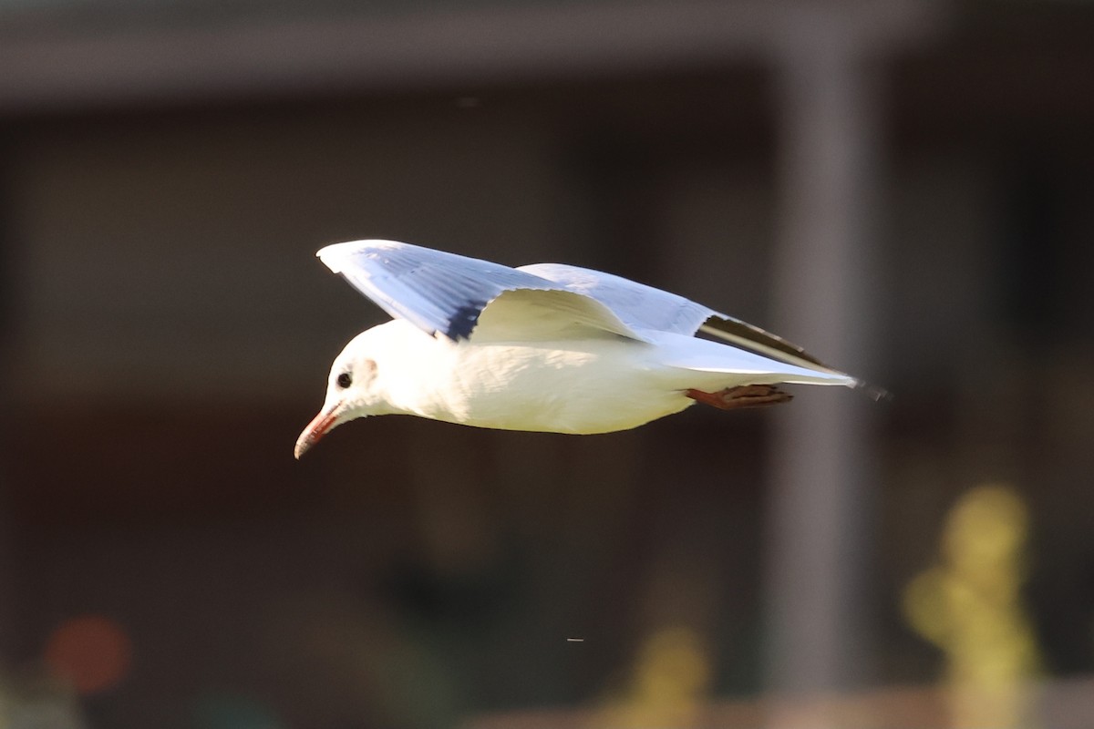 Black-headed Gull - ML625159401