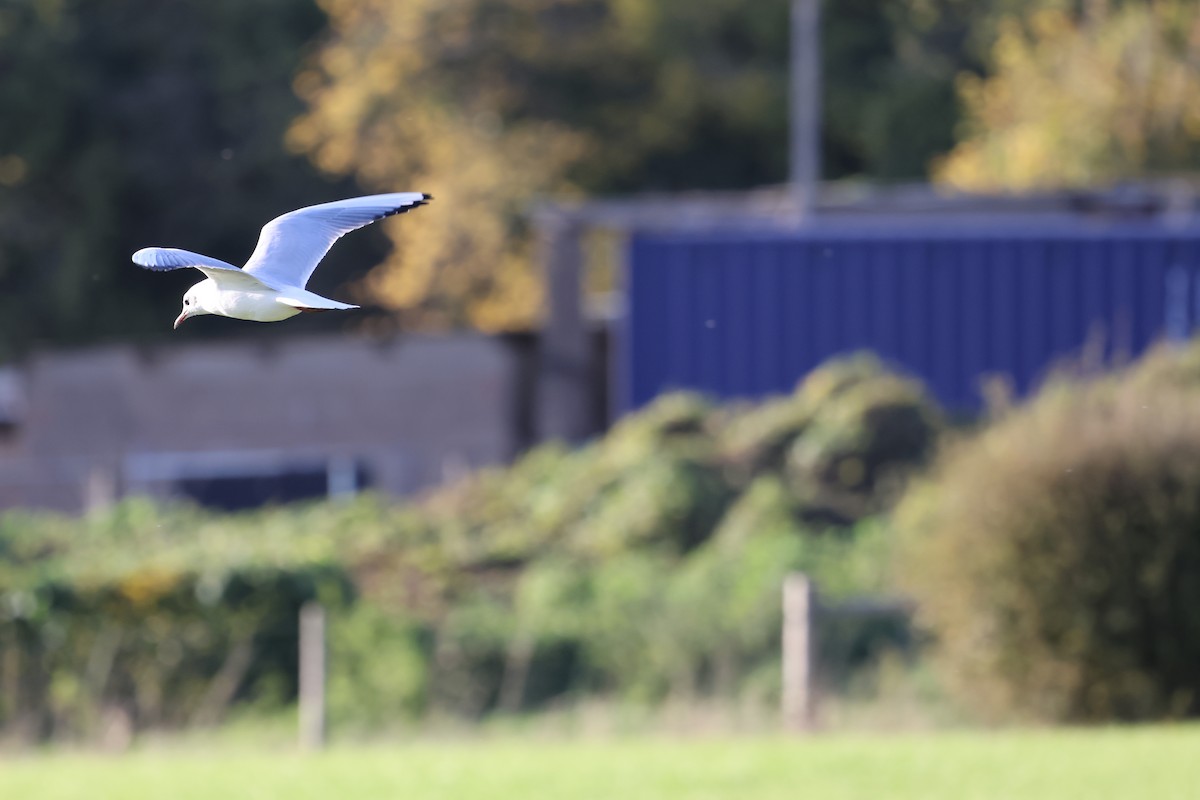 Black-headed Gull - ML625159402