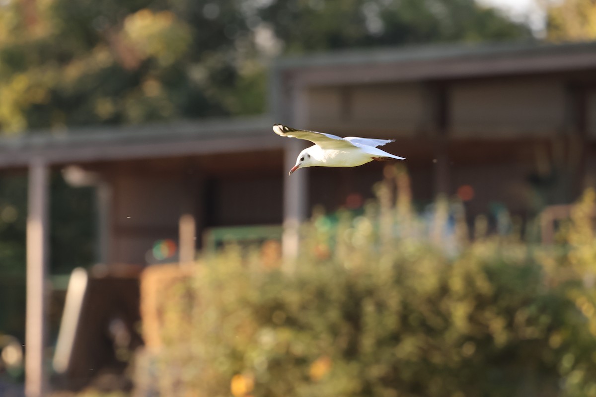 Black-headed Gull - ML625159403