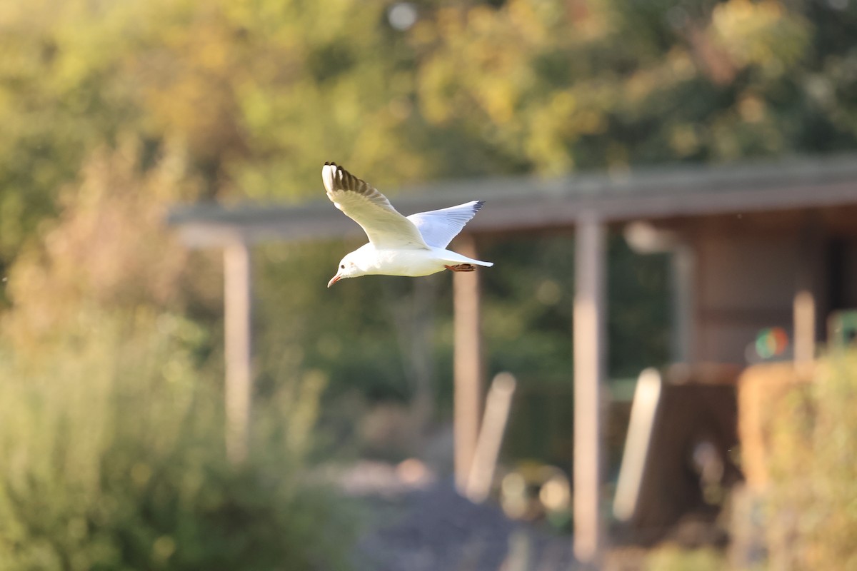 Black-headed Gull - ML625159404
