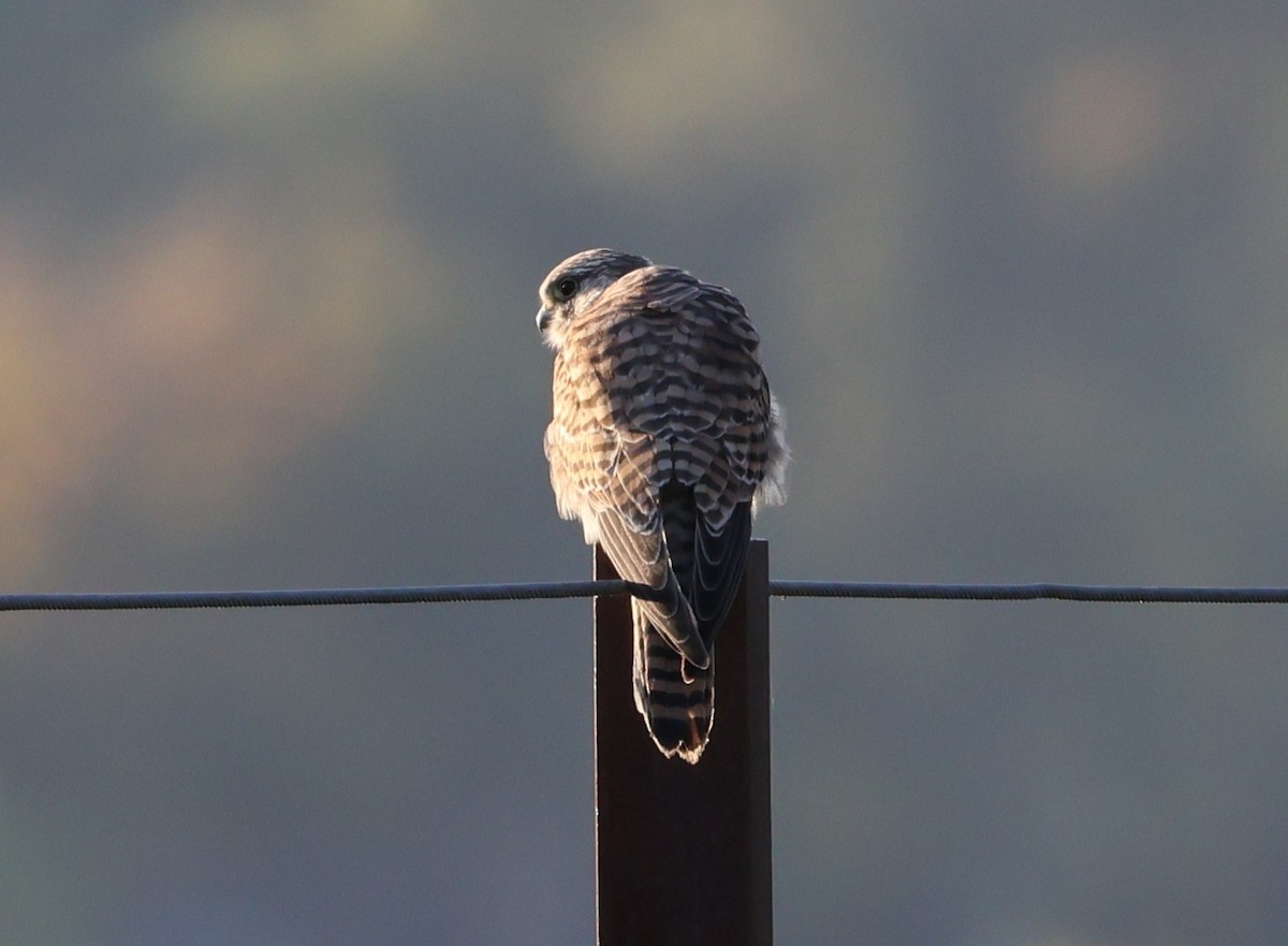 Eurasian Kestrel - ML625159430