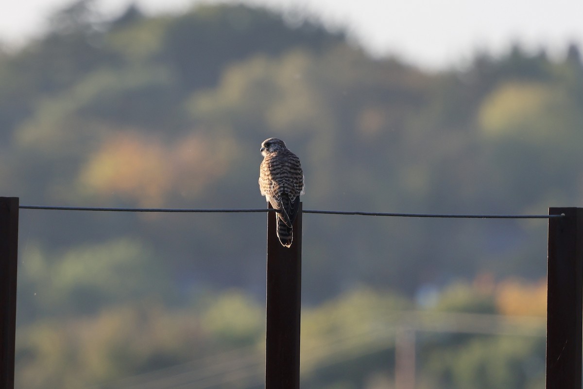 Eurasian Kestrel - ML625159431