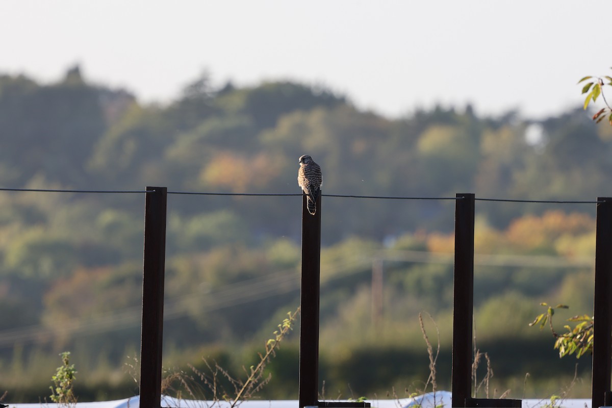 Eurasian Kestrel - ML625159432