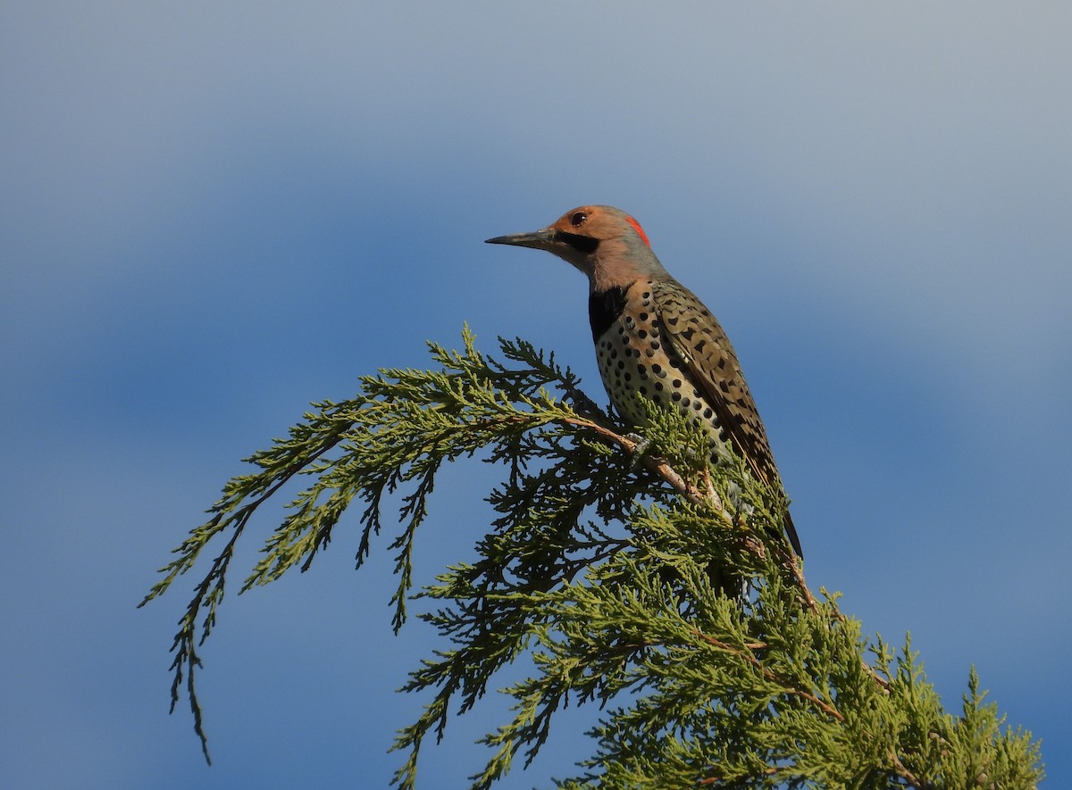 Northern Flicker (Yellow-shafted) - ML625159435