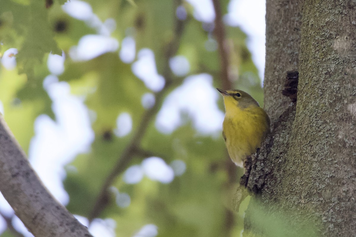 Pine Warbler - ML625159438