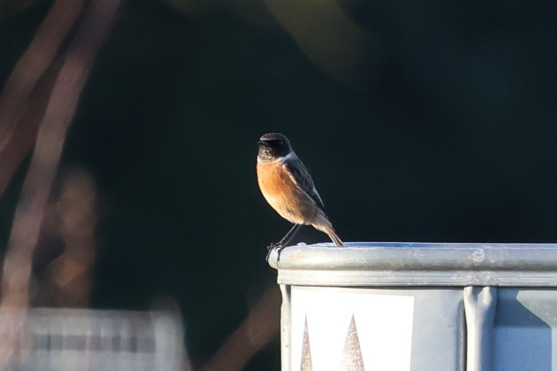 European Stonechat - ML625159439