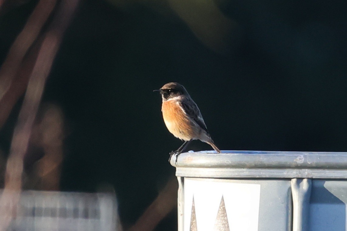 European Stonechat - ML625159440