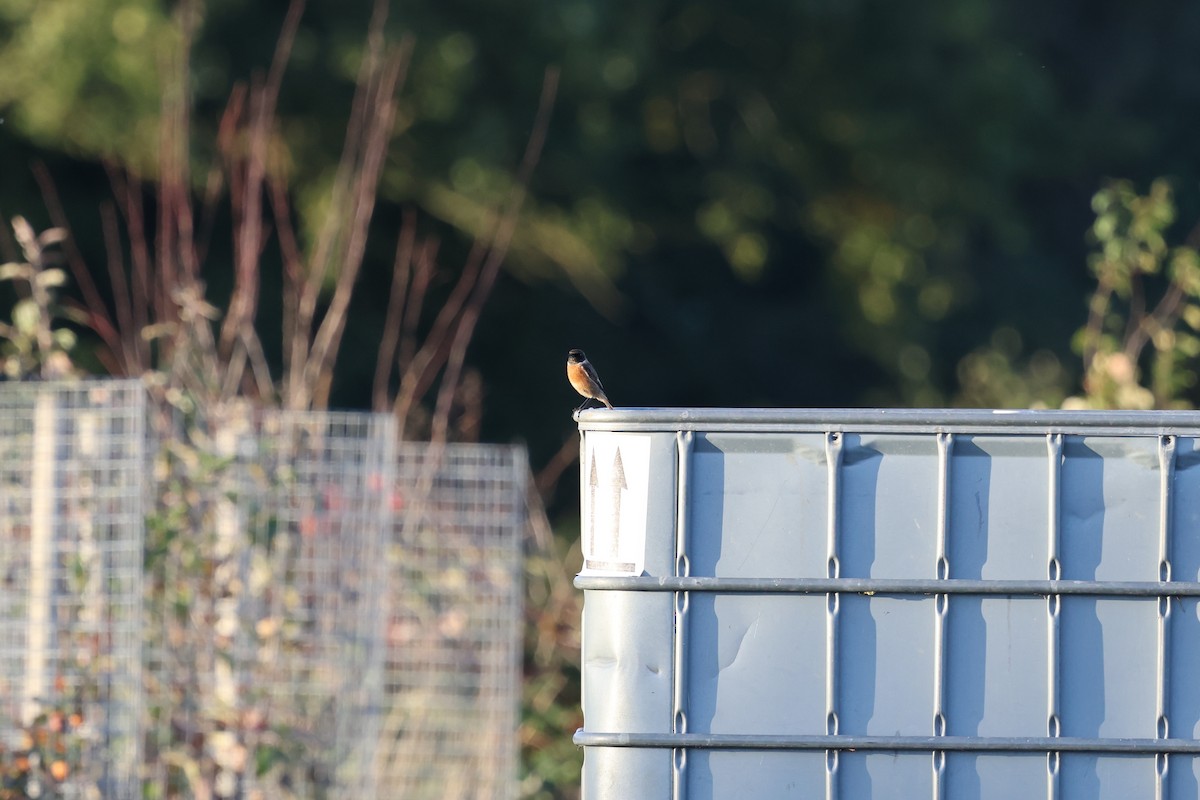 European Stonechat - ML625159441