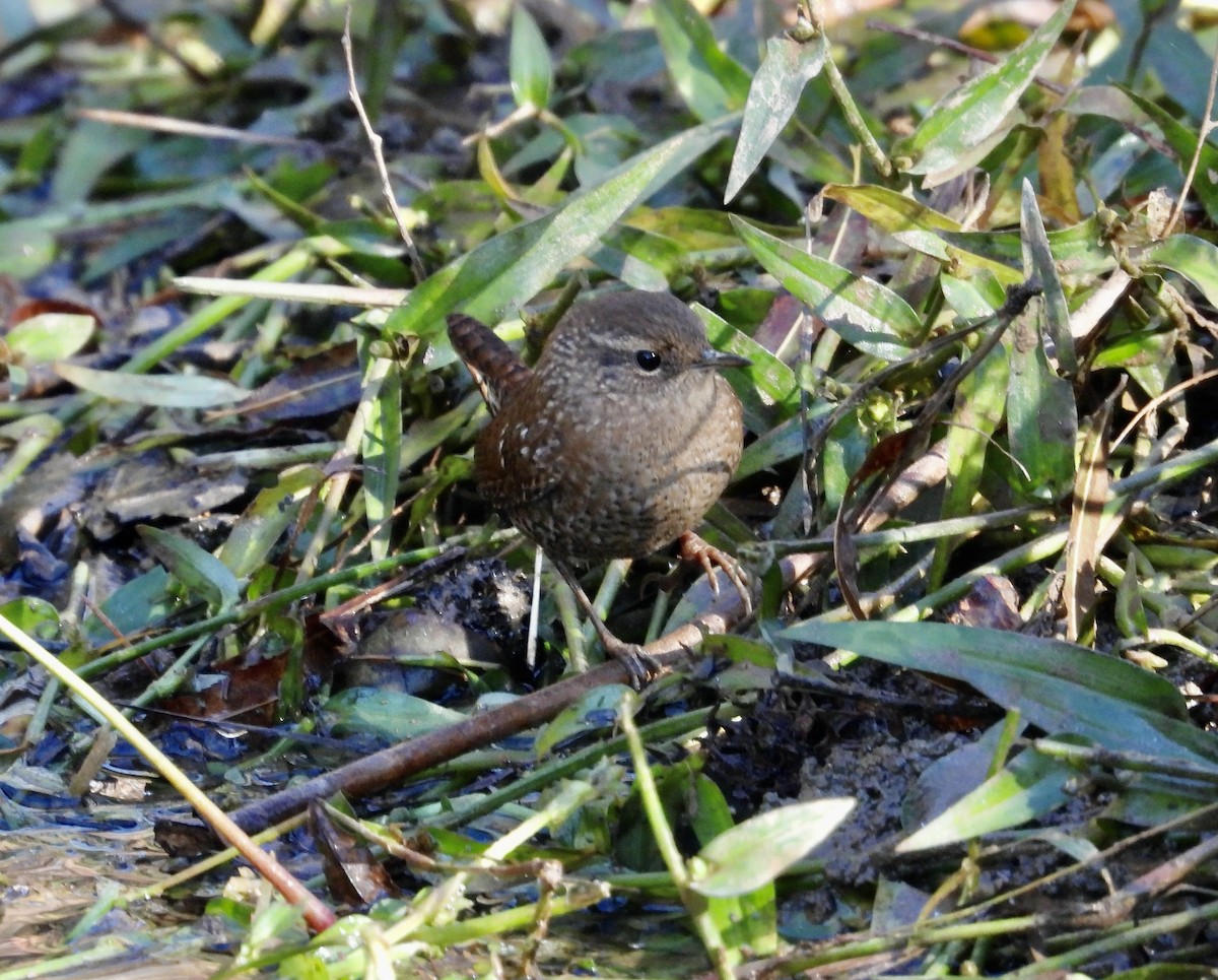Winter Wren - ML625159587