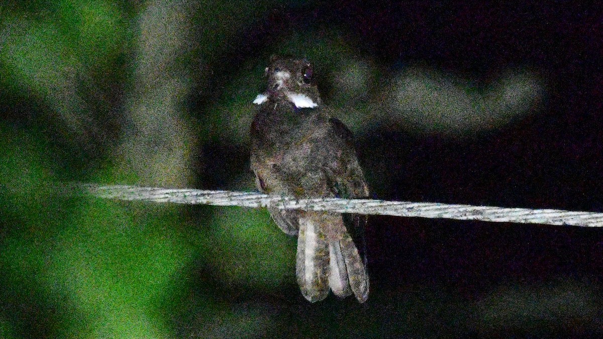 Brown Nightjar - ML625159588