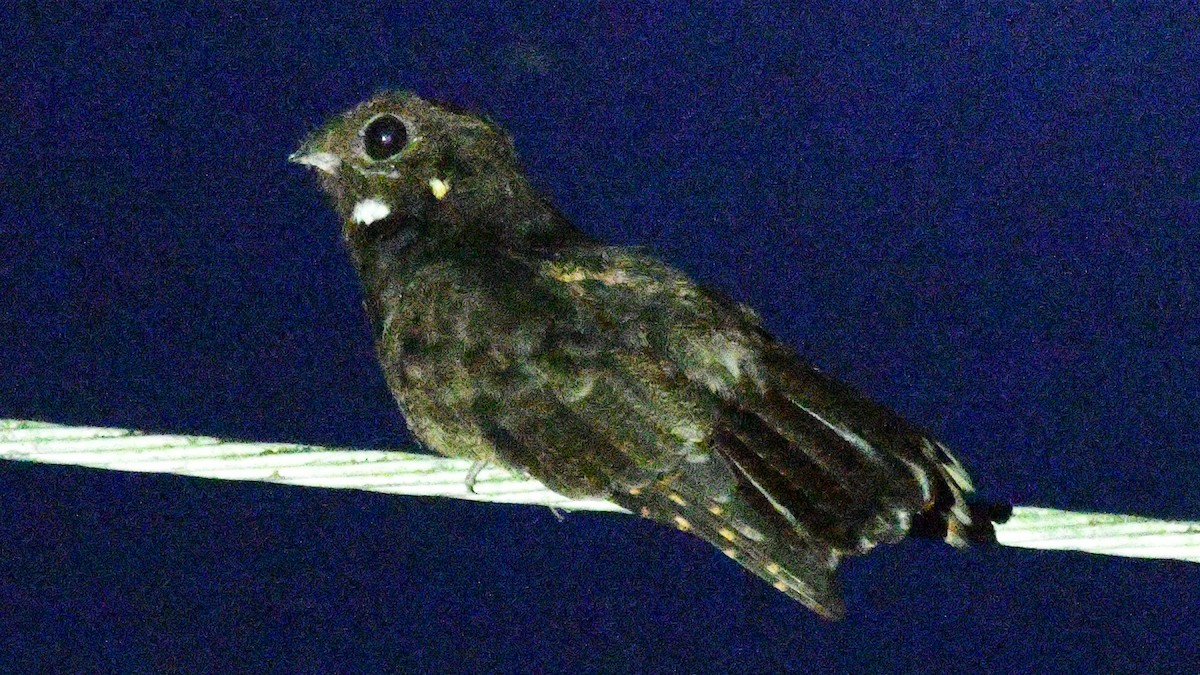 Brown Nightjar - ML625159590