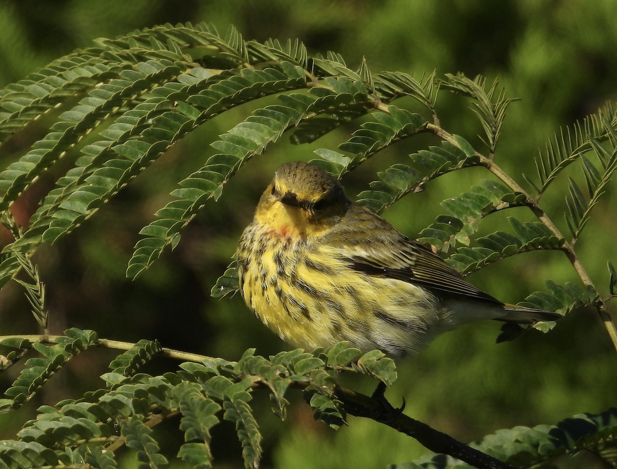 Cape May Warbler - ML625159729