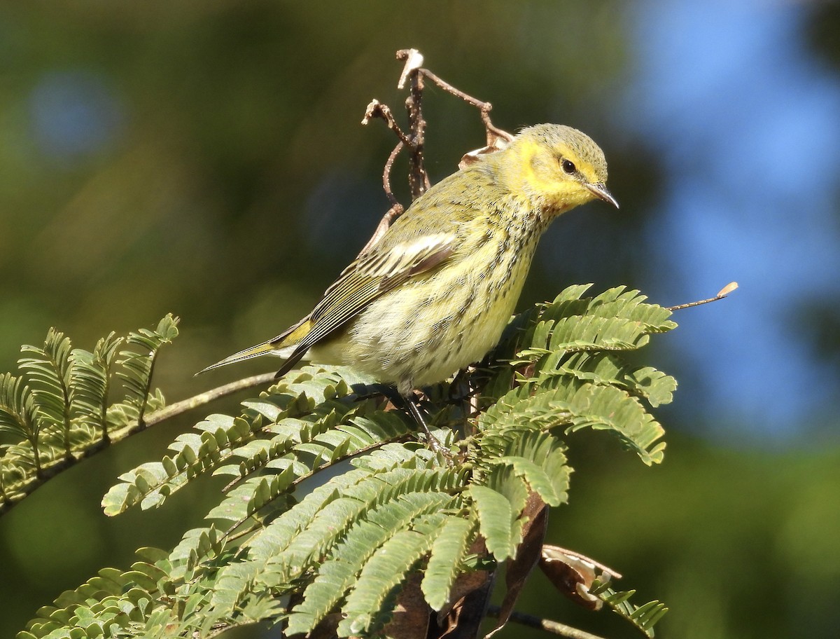 Cape May Warbler - ML625159748