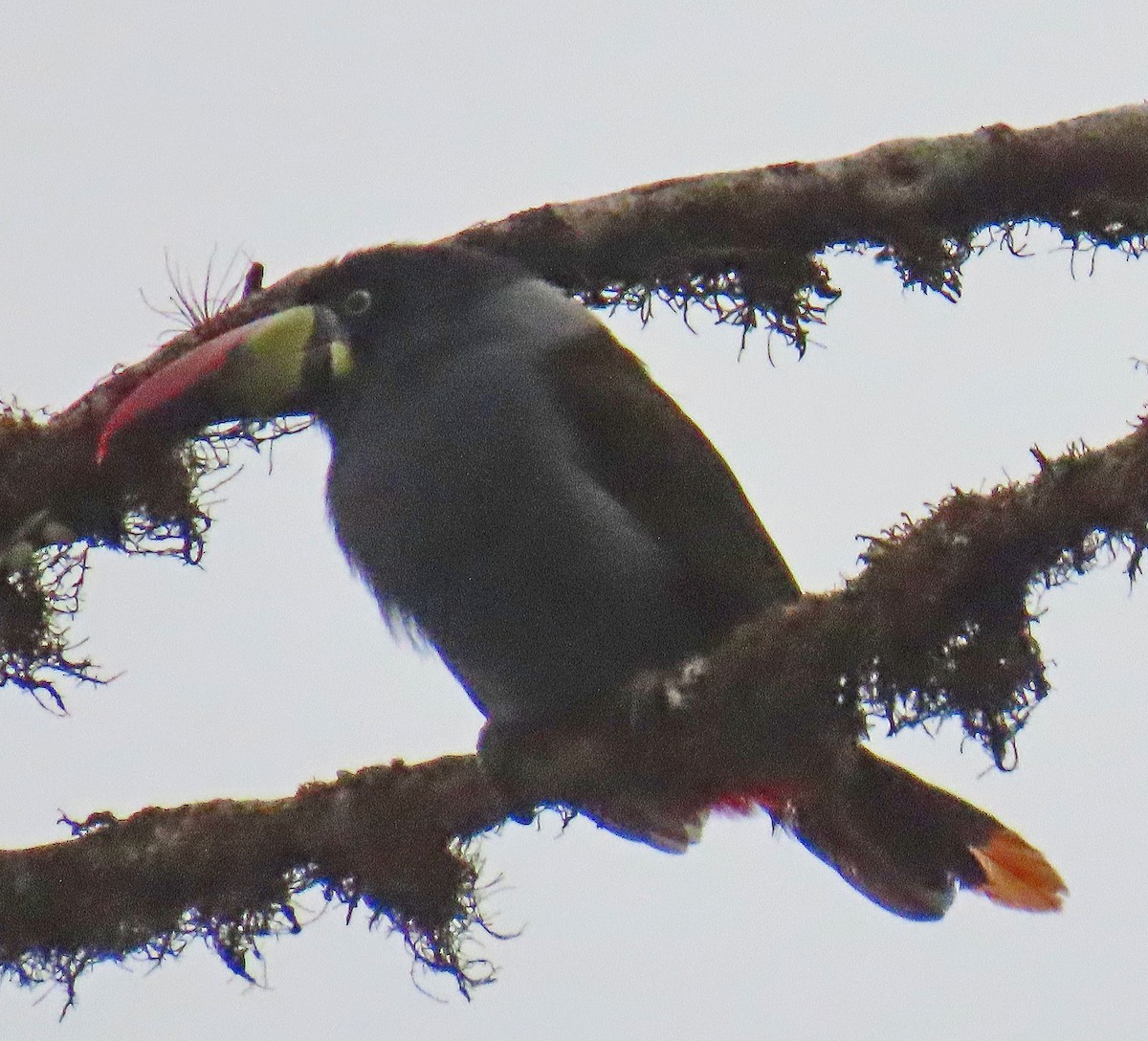 Gray-breasted Mountain-Toucan - ML625159755