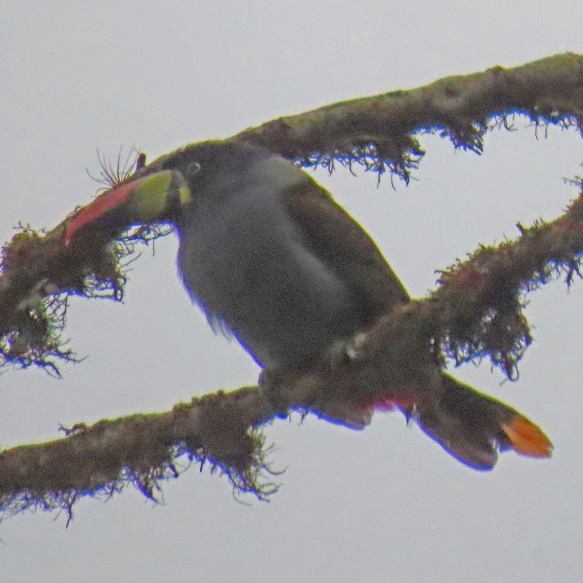 Gray-breasted Mountain-Toucan - ML625159756