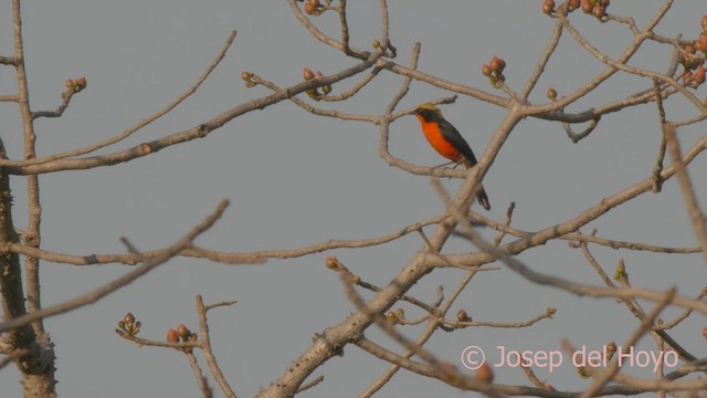 Yellow-crowned Gonolek - ML625159763