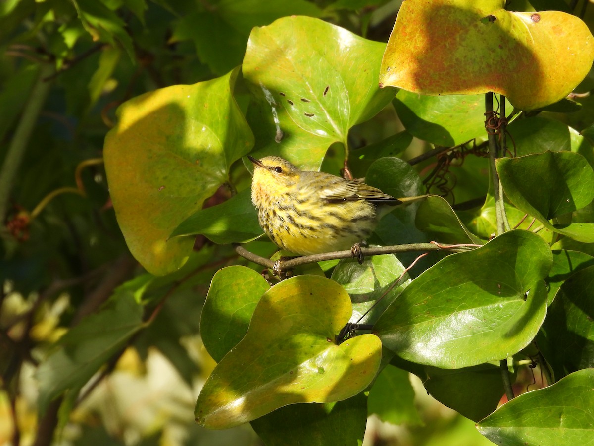 Cape May Warbler - ML625159770