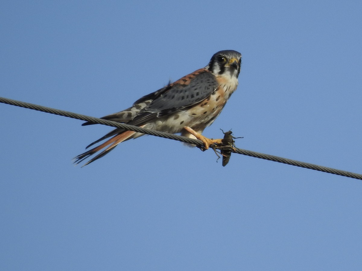 American Kestrel - ML625159901