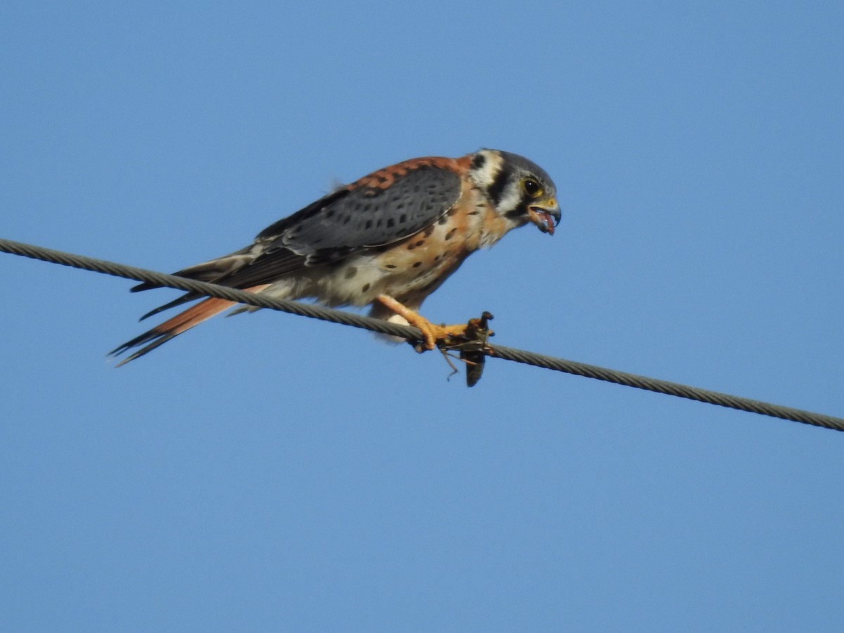 American Kestrel - ML625159902