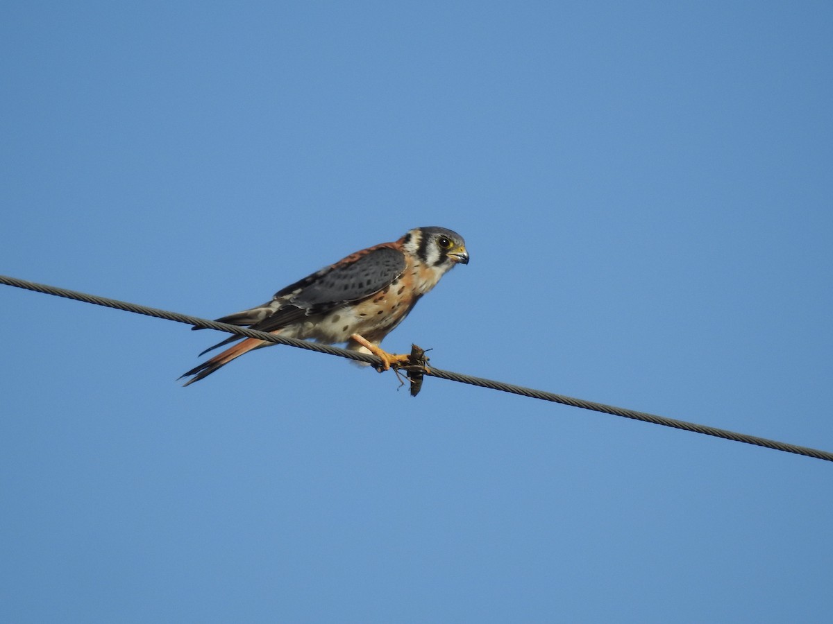 American Kestrel - ML625159903