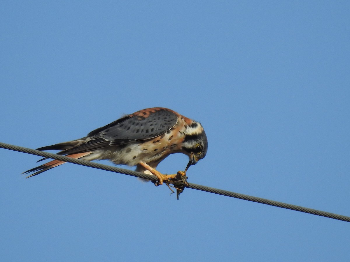 American Kestrel - ML625159904