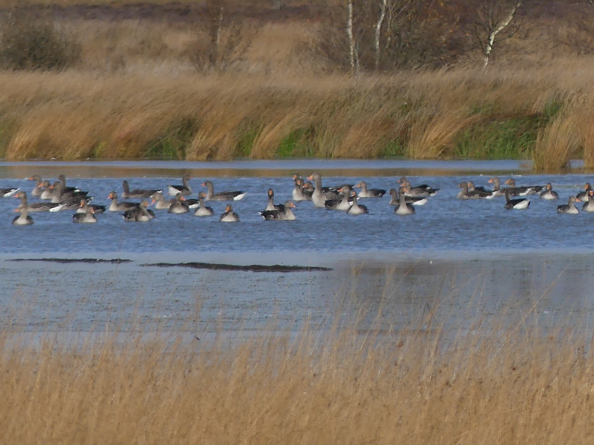 Graylag Goose - ML625159918