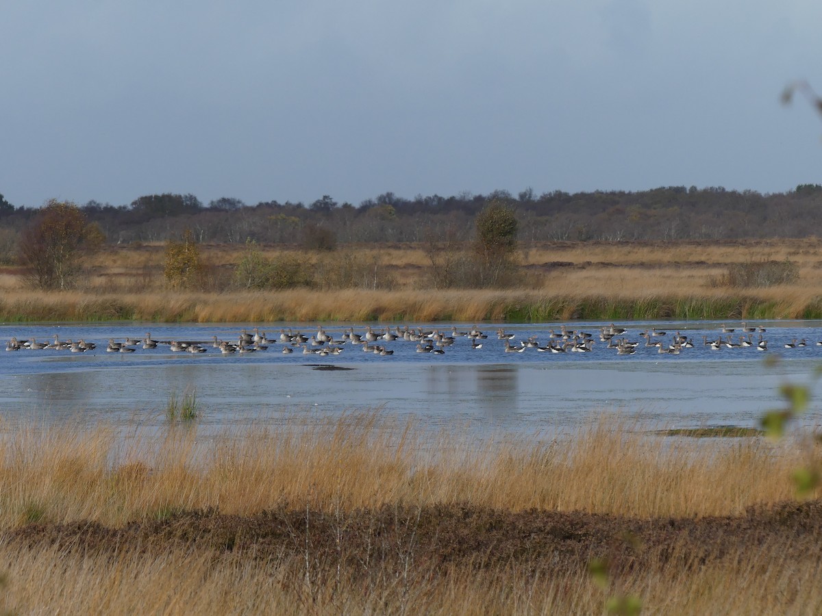 Graylag Goose - ML625159919