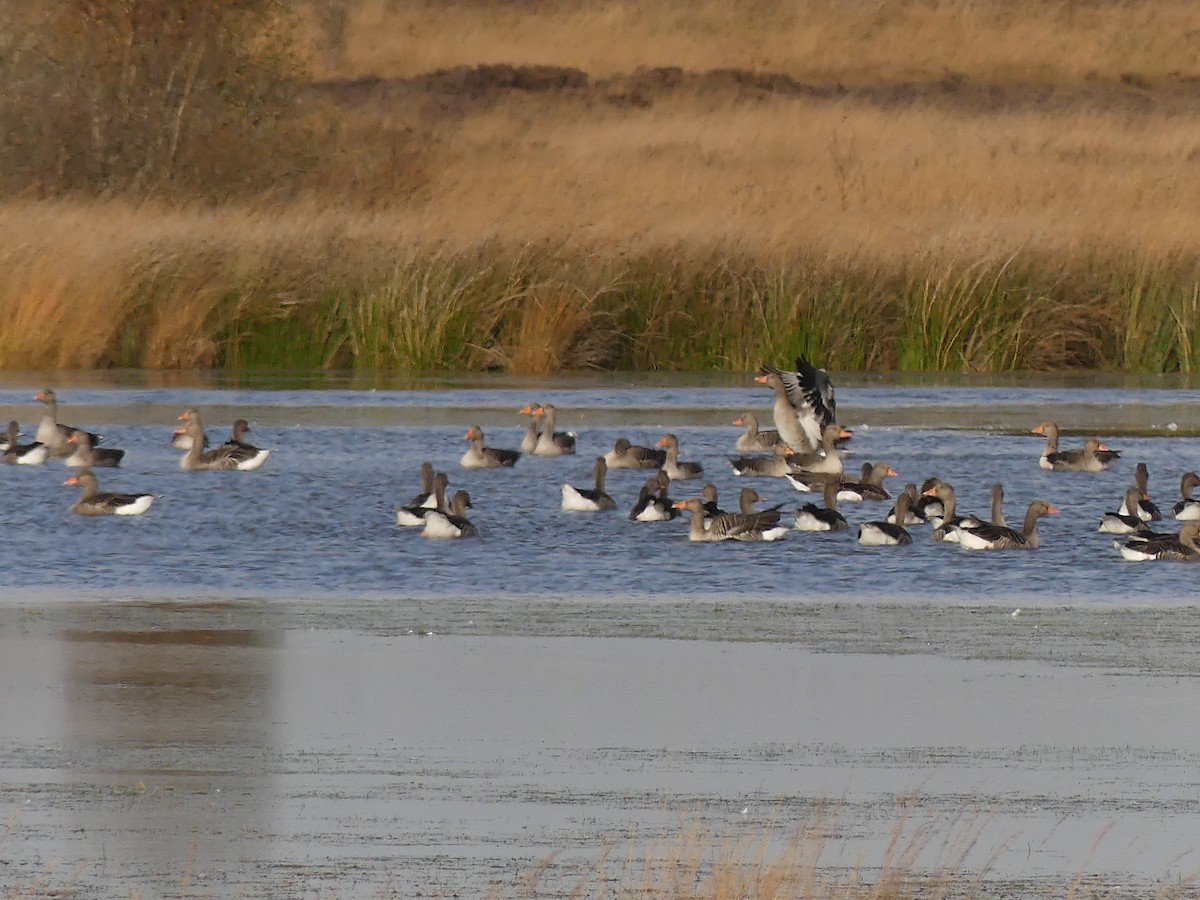 Graylag Goose - ML625159920