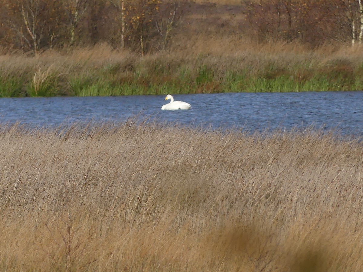 Whooper Swan - ML625159928