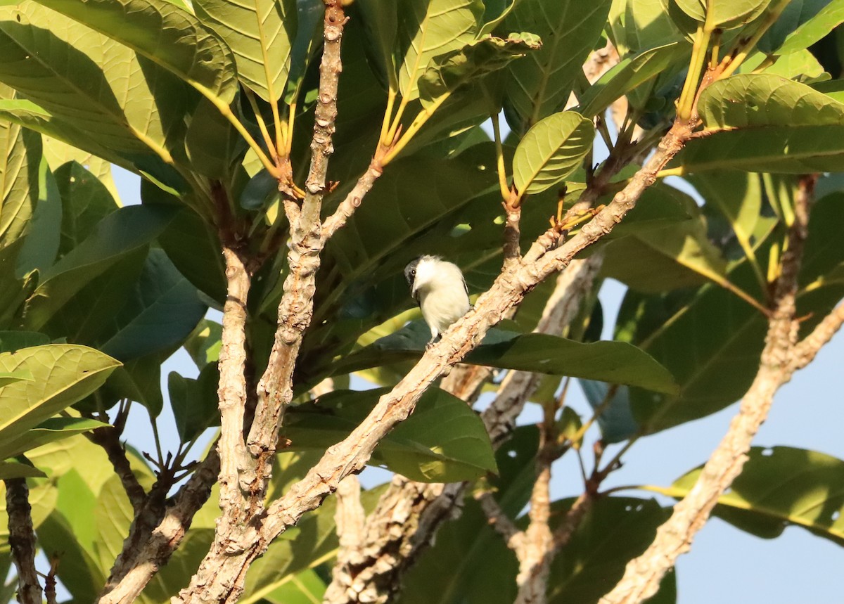 Tropical Gnatcatcher - ML625159931