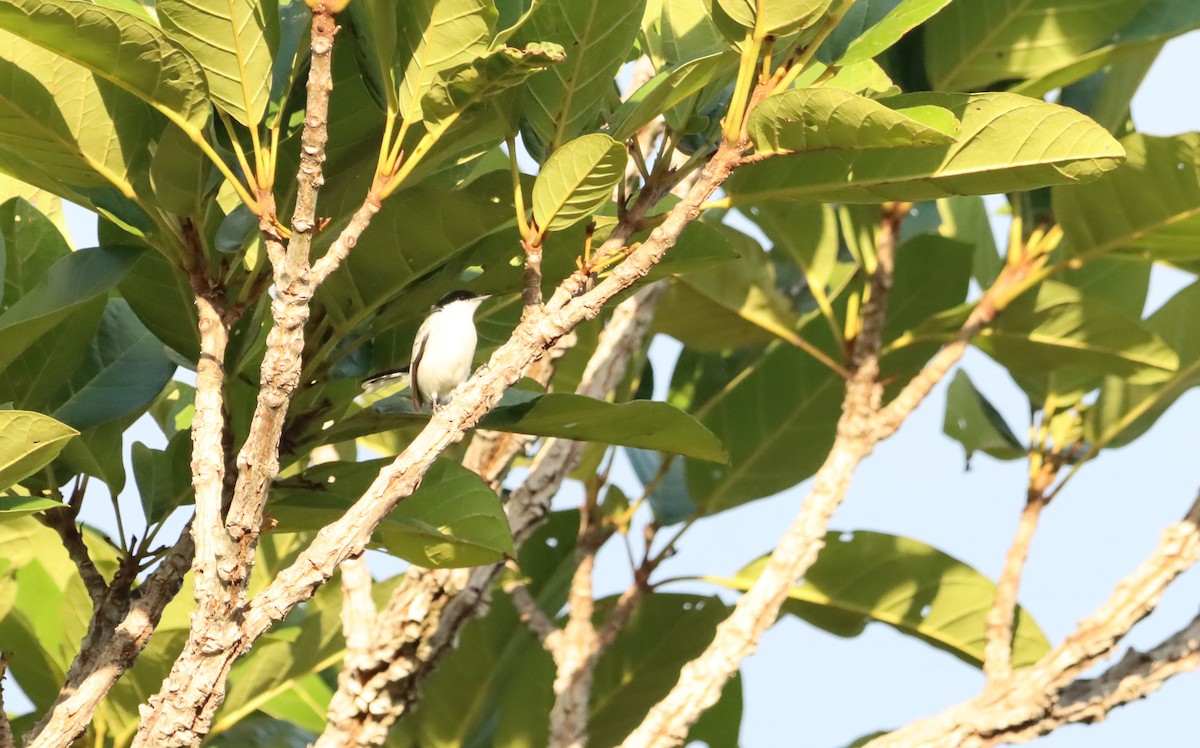 Tropical Gnatcatcher - ML625159932