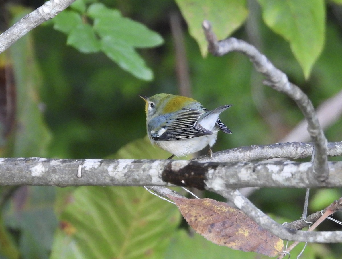 Northern Parula - ML625160022