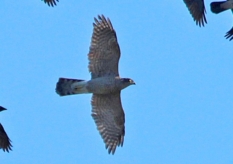 Eurasian Goshawk - ML625160112