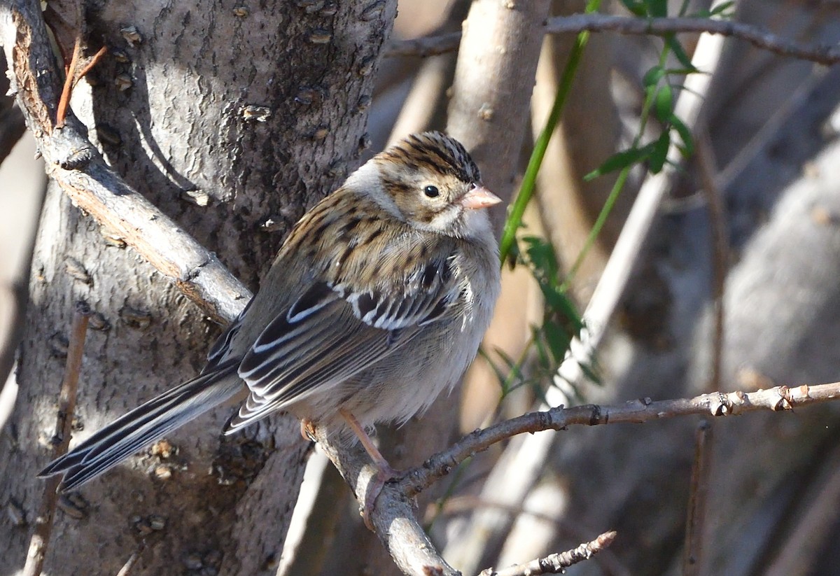 Clay-colored Sparrow - ML625160122