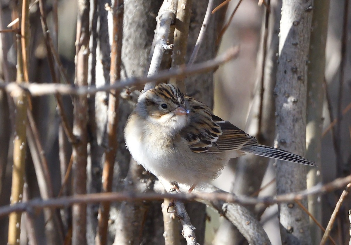 Clay-colored Sparrow - ML625160123