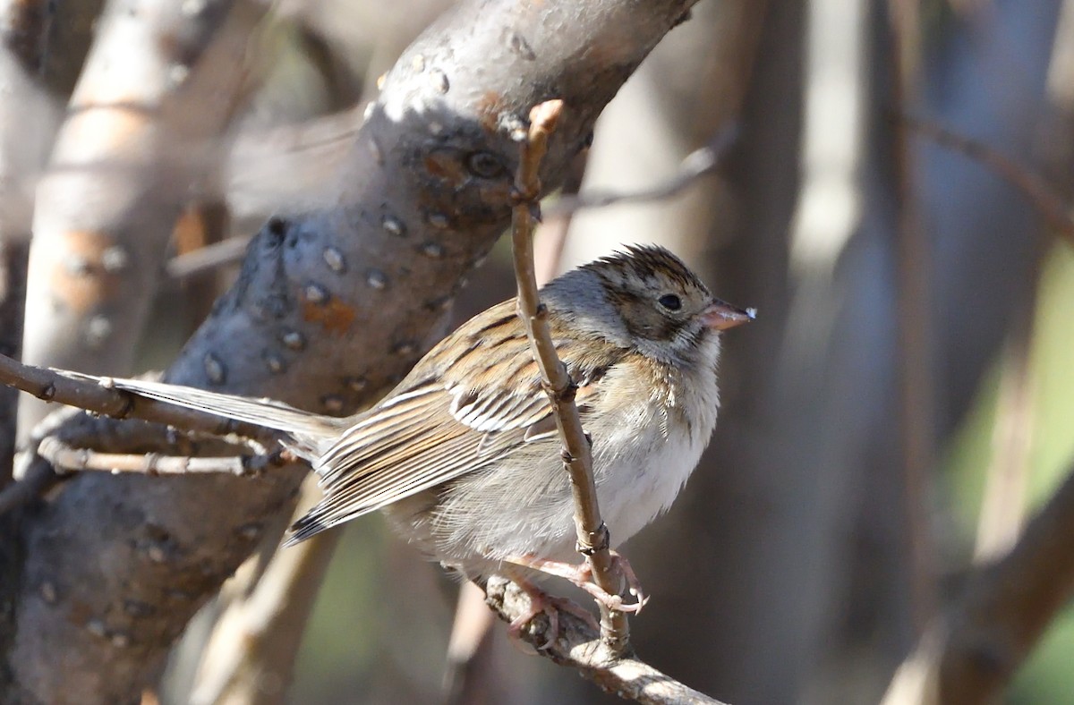 Clay-colored Sparrow - ML625160124