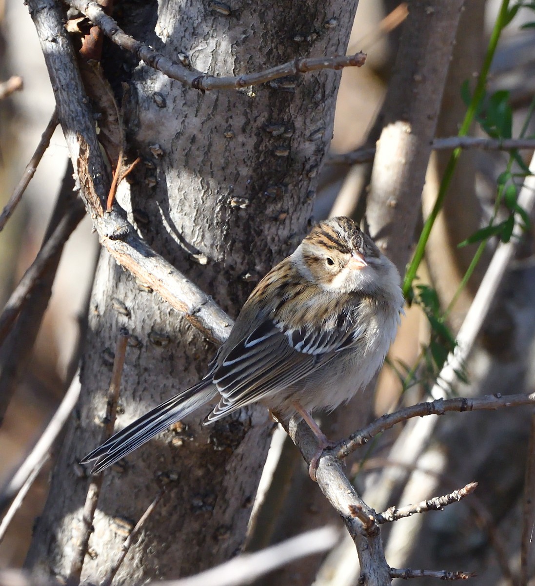 Clay-colored Sparrow - ML625160125