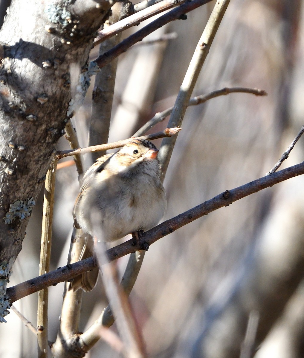 Clay-colored Sparrow - ML625160126