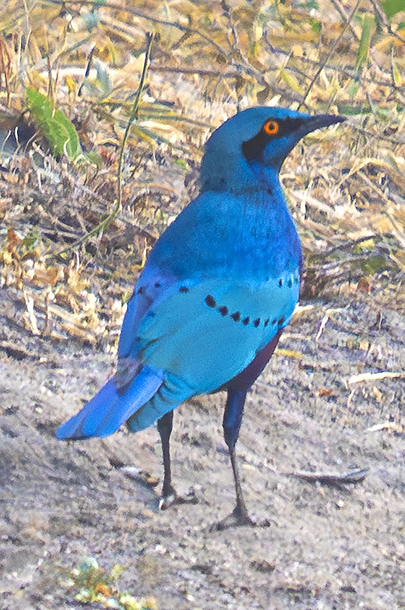 Greater Blue-eared Starling - ML625160198