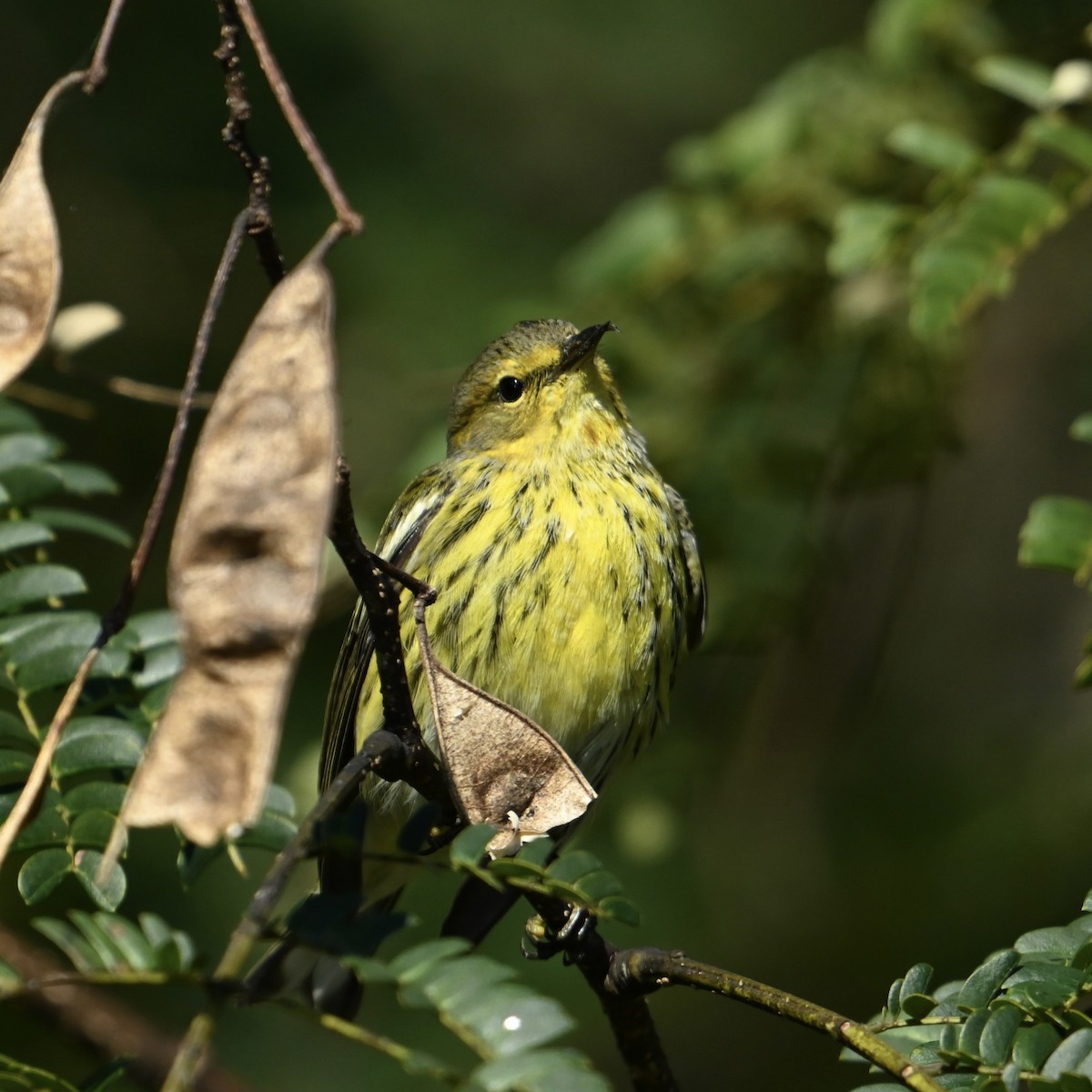 Cape May Warbler - ML625160225