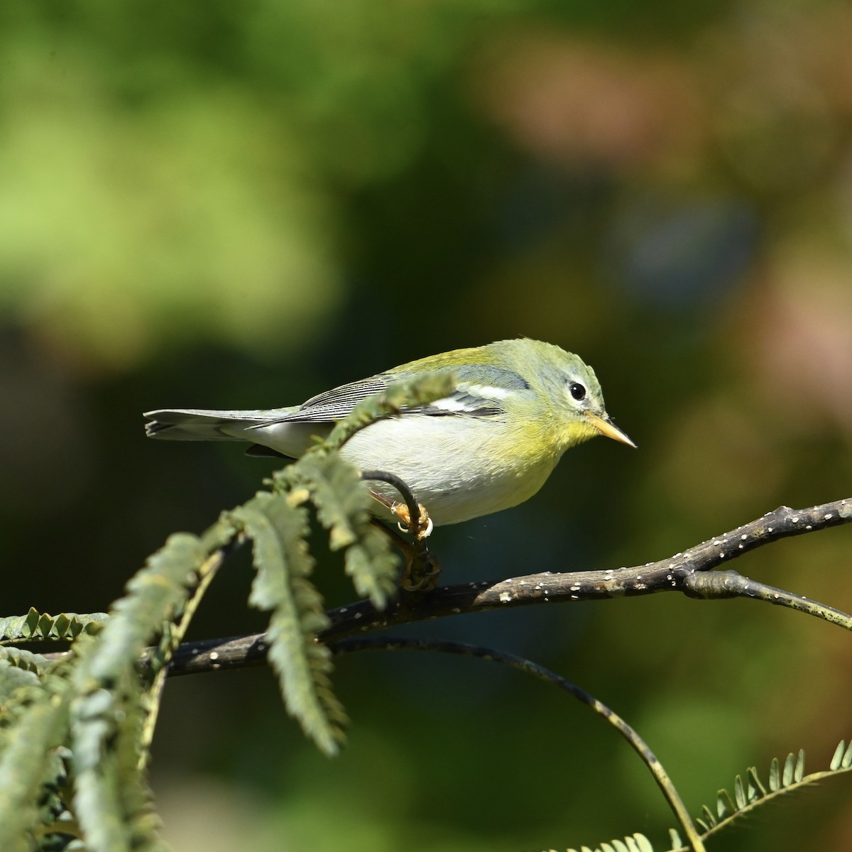 Northern Parula - ML625160260