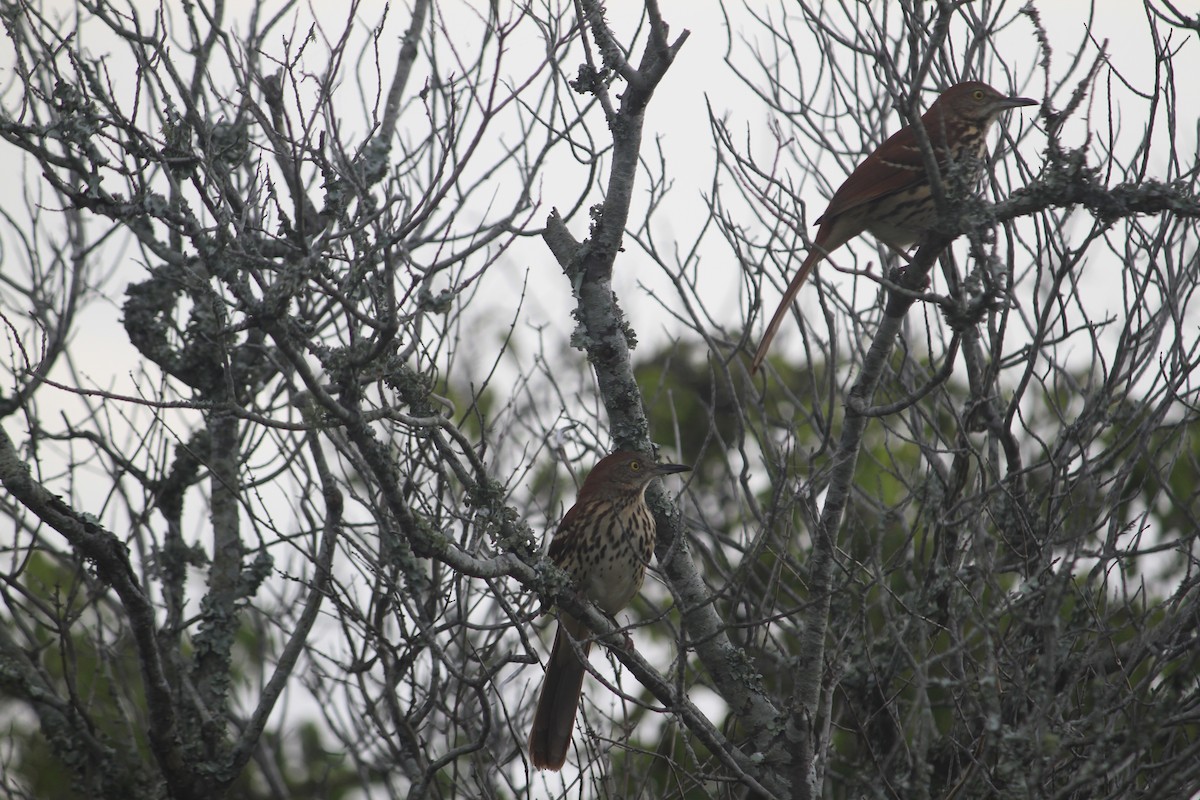 Brown Thrasher - ML625160549