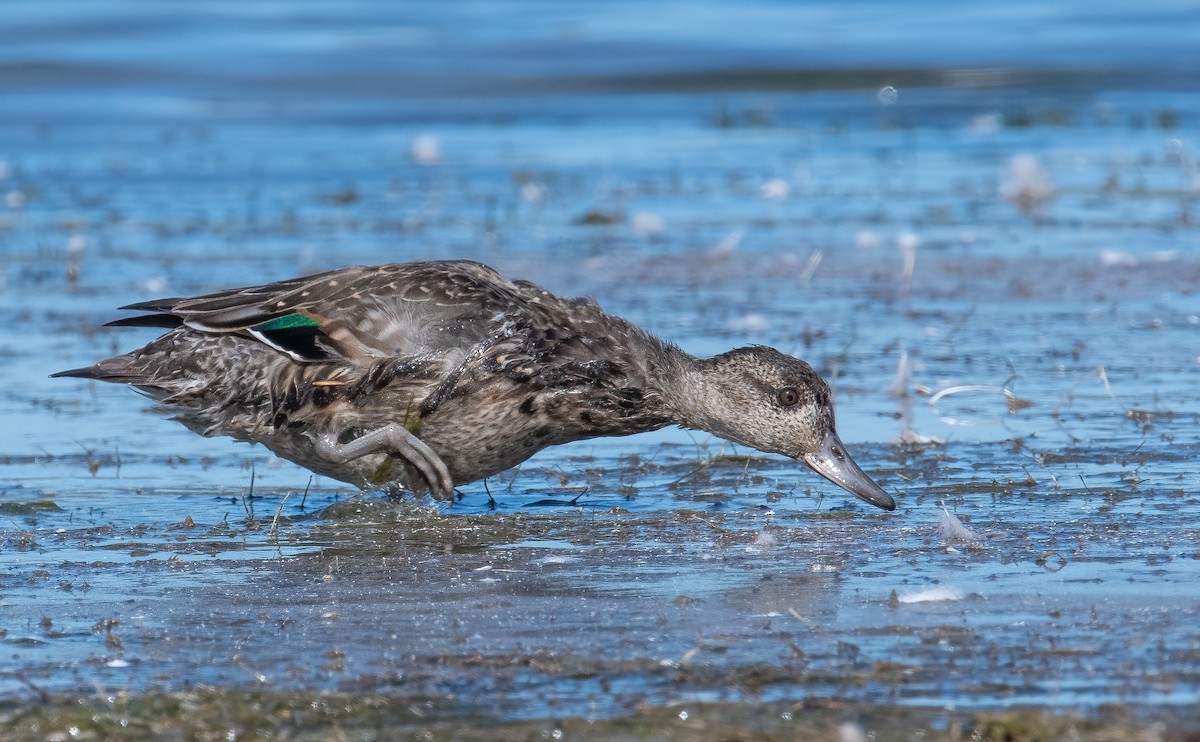 Green-winged Teal - ML625160624