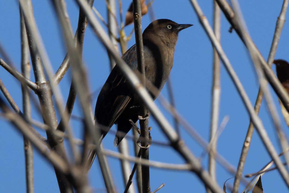 Rusty Blackbird - ML625160761