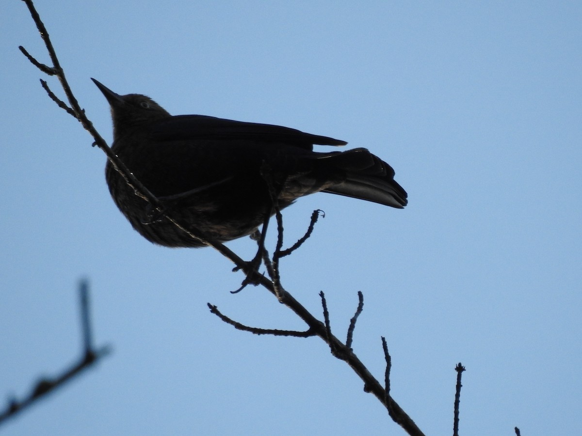 Rusty Blackbird - ML625160815