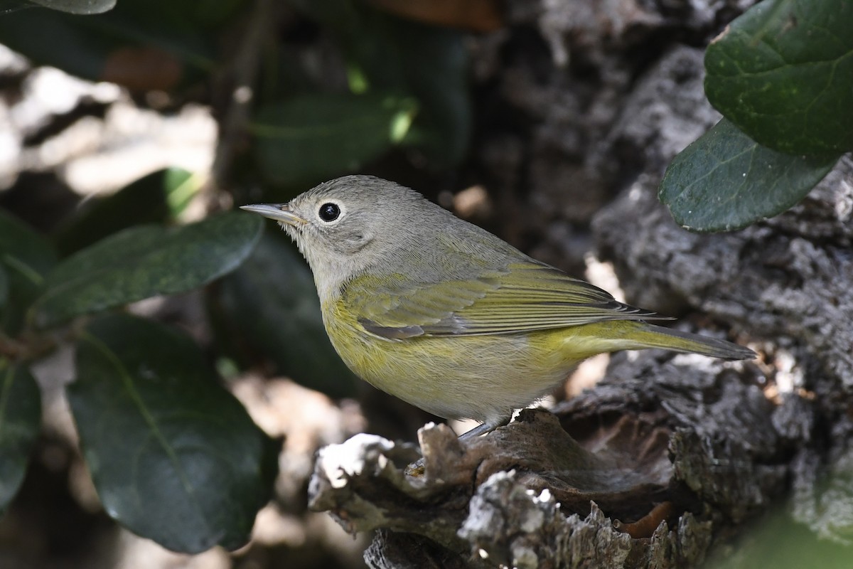 Nashville Warbler - ML625160826