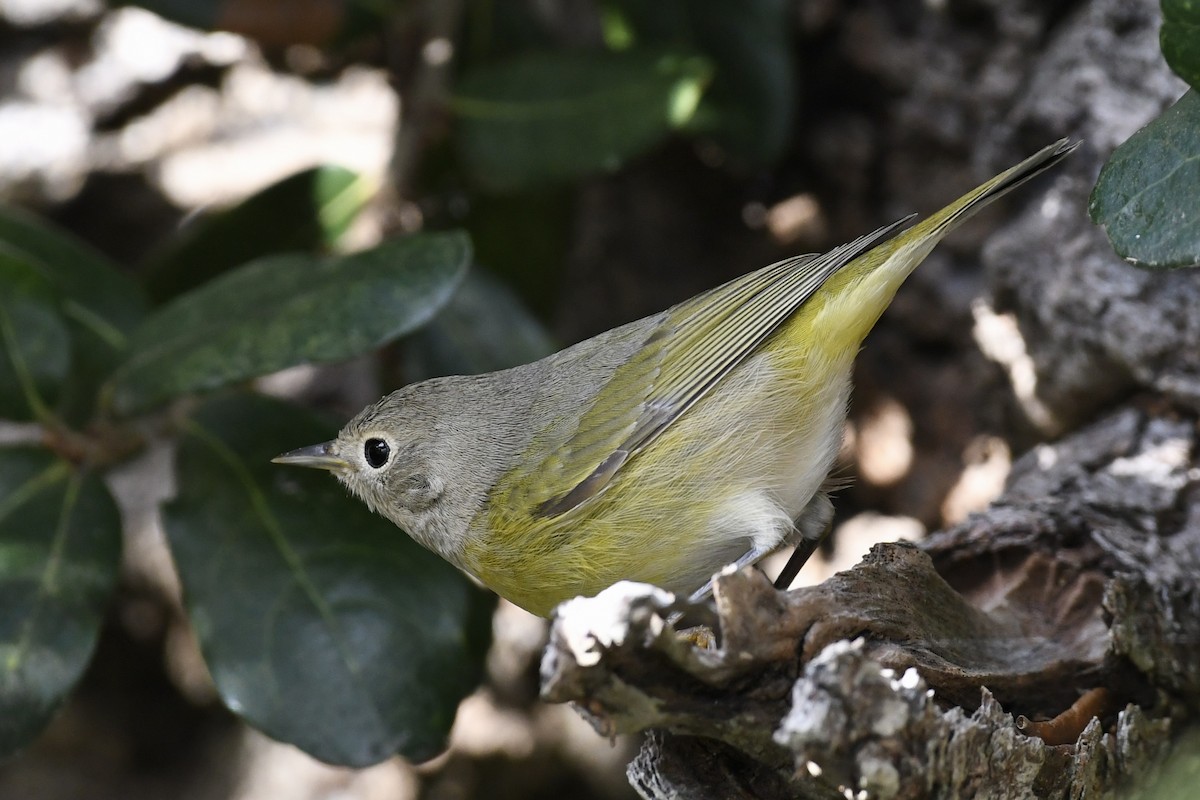 Nashville Warbler - ML625160827
