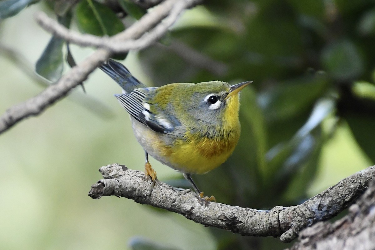 Northern Parula - ML625160832